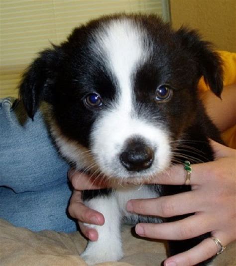 Border Collie Aussie Mix Puppies For Sale Texas - MIXERXH