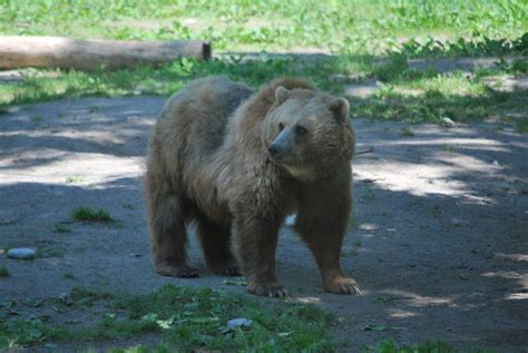 Seeing the animals of Toronto Zoo - A Travelling Jack