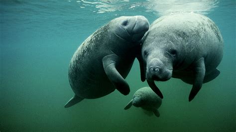 Manatee wallpaper | 1600x900 | #13781