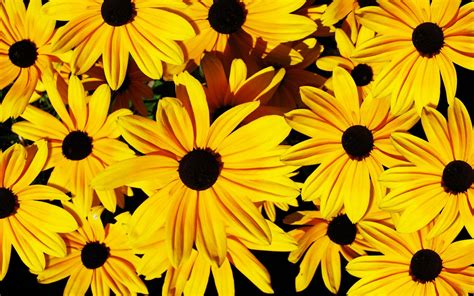 Yellow Flowers Backgrounds - Wallpaper, High Definition, High Quality, Widescreen