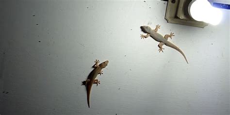 7 Reasons Why Lizards Keep Coming into Your House? - Best Pest Control Services In Delhi-Ncr