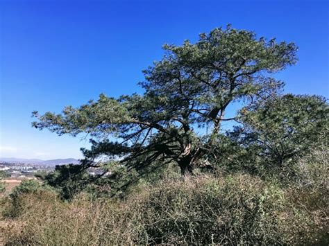 Desperately Seeking Torrey Pine Trees – San Diego Beach Secrets