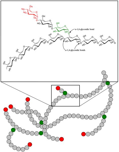 How did bacterial glycogen branching enzymes evolve? - Research Outreach