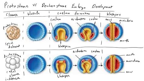 Protostome vs Deuterostome Embryo Development - YouTube