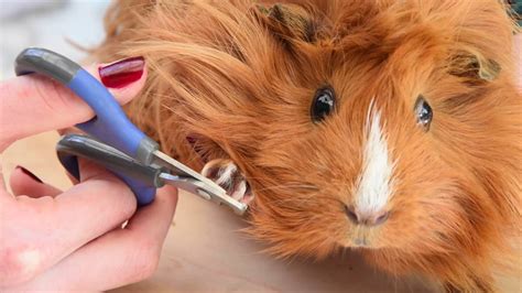 How to take care of your guinea pigs / 3 steps / Bathing, trimming nails & cutting their hair ...