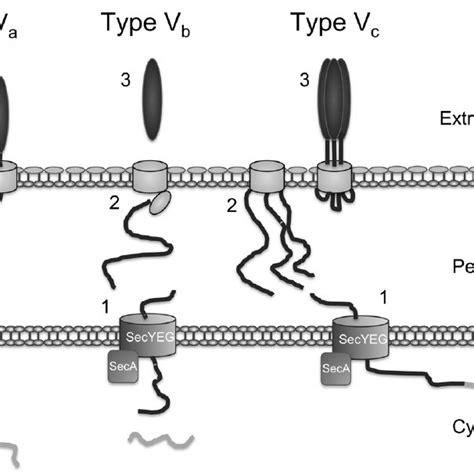 1 Schematic of major secretion systems (types I-IV and type VI) in... | Download Scientific Diagram