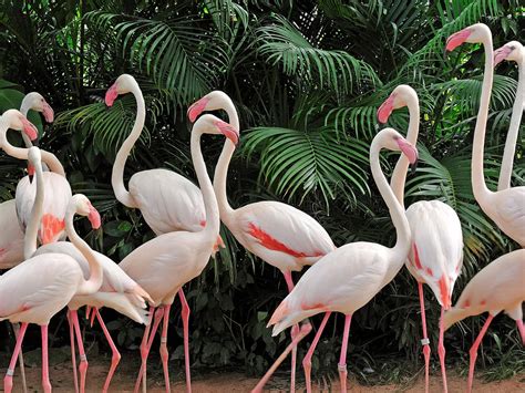 Baby Flamingos: Everything You Need To Know (with… | Bird Fact