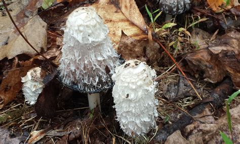 cropped-coprinus-comatus.jpg | Pikes Peak Mycological Society