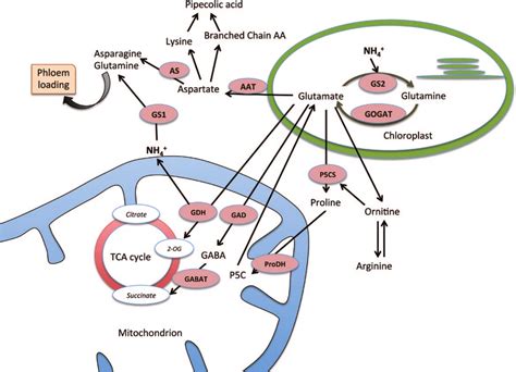 Amino Acid Metabolism Pathway