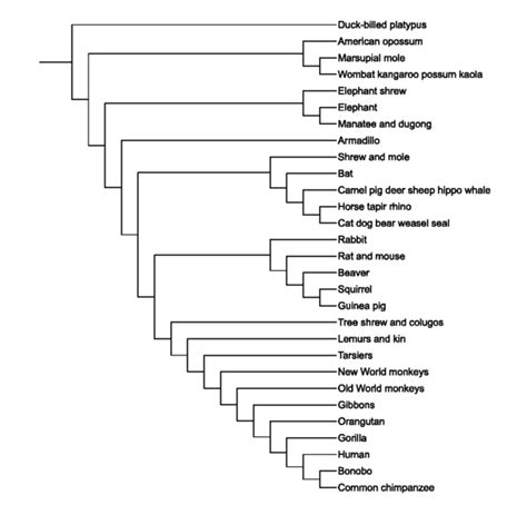 Hominid Cladogram A cladogram of mammals | Human evolution and genetic anthropology | Pinterest ...