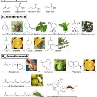 1. – Examples of different classes of terpenoids by chain length and ...