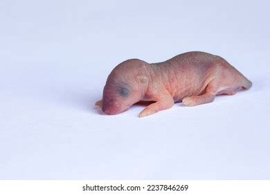 22,401 Baby Rat Images, Stock Photos & Vectors | Shutterstock