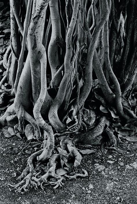 Moreton Bay Fig Tree Roots Photograph by Paul Nichols