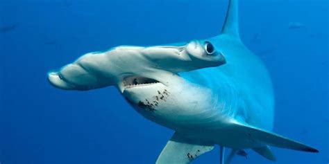 Hammerhead Shark Fact File - Two Fish Divers Lombok, Indonesia