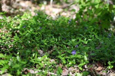 How To Transplant Periwinkle - A Creeping Ground Cover - Farmhouse & Blooms