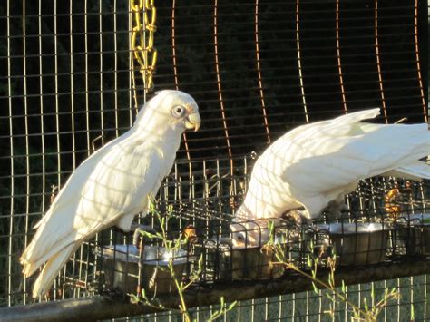 Contradictory Cockatoo Behavior – Pamela Clark, CPBC