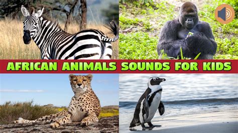 AFRICAN ANIMALS SOUNDS FOR KIDS - YouTube