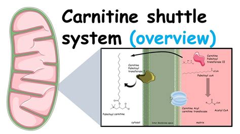 Carnitine Shuttle