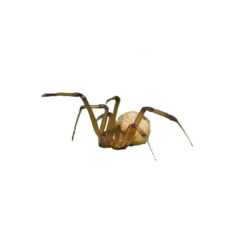 Brown Widow Spider Identification & Behavior | Florida Pest Control