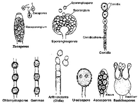 Types Of Fungal Spores