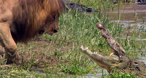 Lion vs Crocodile- The King of the Animals - YouTube