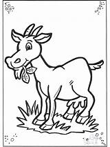 Goat Bode Fazenda Kolorowanki Ziege Cabras Desenhos Koza Kozy  sketch template
