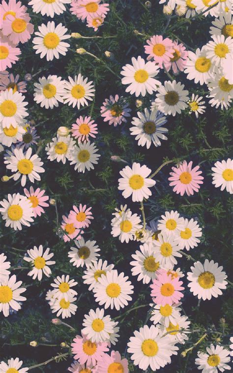 Floral Wallpaper iPhone | Daisy wallpaper, Vintage flowers wallpaper, Floral wallpaper iphone