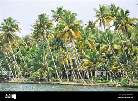 Coconut Trees In Kerala High Resolution Stock Photography and Images ...