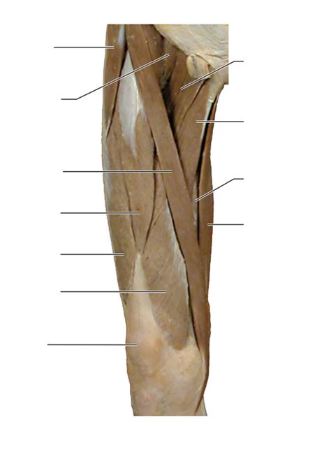 Cadaver Leg Muscles Labeled