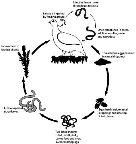 Pinworm Life Cycle