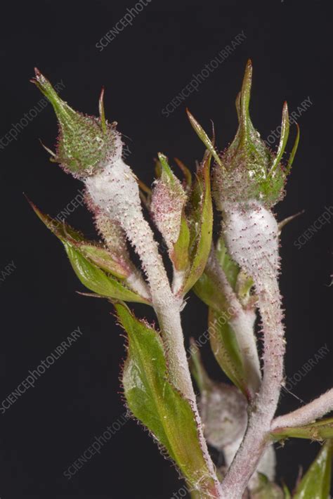 Powdery mildew on rose - Stock Image - C058/3744 - Science Photo Library