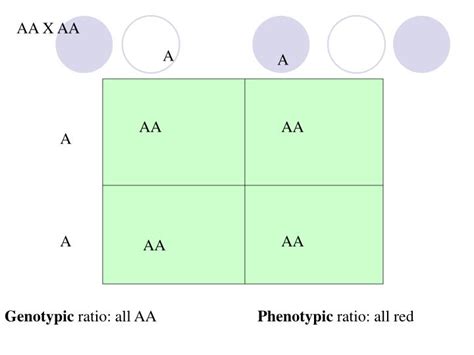 PPT - Genotypic ratio: all AA PowerPoint Presentation, free download ...