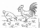 Coloring Page hen rooster And Chickens  Free Printables Img 6785 sketch template