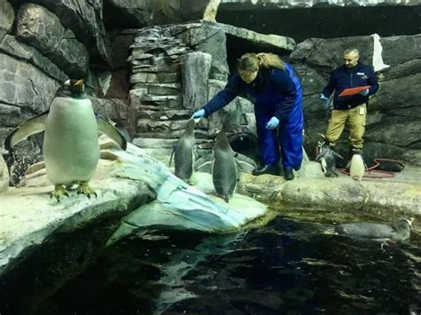 The penguins are definitely a favorite at the Aquarium and they've been the stars of many photos ...