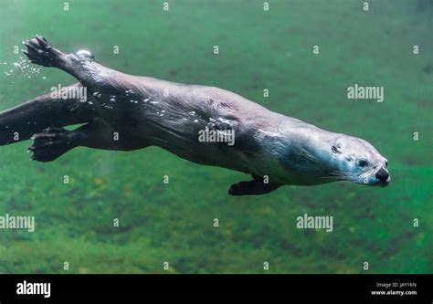 River Otter Underwater