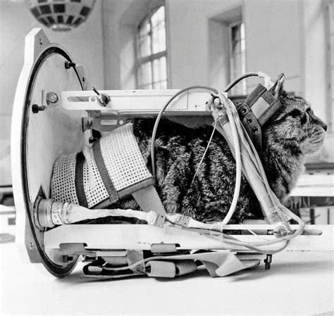 First Cat in Space to Receive a Proper Memorial | Live Science