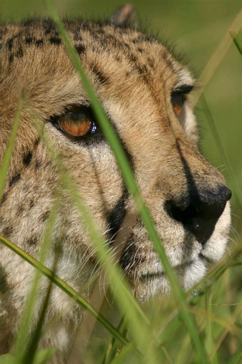 Northwest African Cheetah AKA Saharan Cheetah, critically endangered with a total world ...