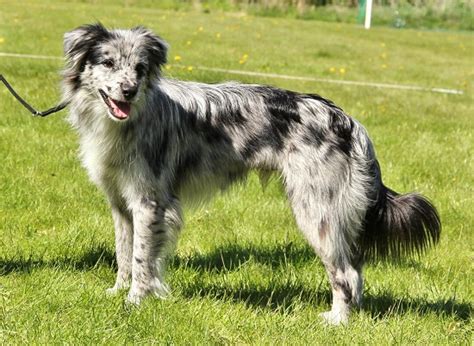 Pyrenean Shepherd Info, Temperament, Puppies, Pictures