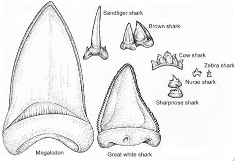 Comparison of the teeth of different shark species - Lizzie Harper