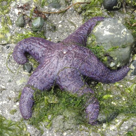 Sea Star Anatomy