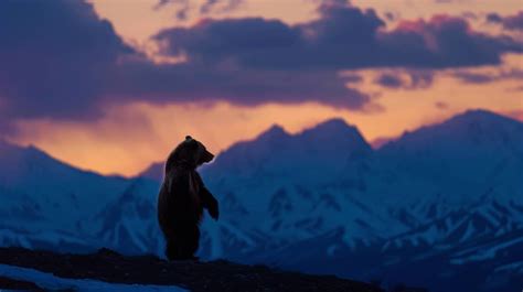 polar bear silhouette, arctic sunset, wildlife at dusk, polar bear sunset, bear in natural ...