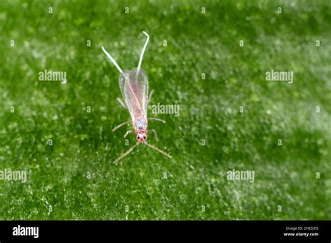 Closeup of a long-tailed mealybug - Pseudococcus longispinus ...