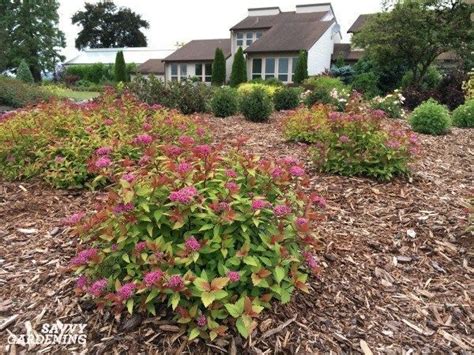 Dwarf Flowering Shrubs for Small Gardens and Landscapes | Landscaping ...