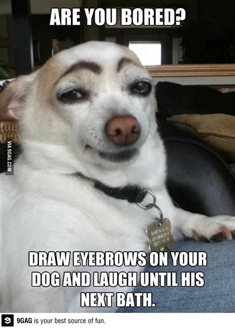 Dogs don't have eyebrows | Fotos de perros, Imagenes de perros graciosos, Imagenes de animales ...