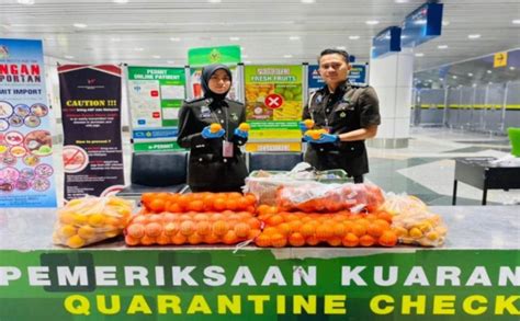 Maqis seizes 60kg of mandarin oranges from Pakistan | New Straits Times ...