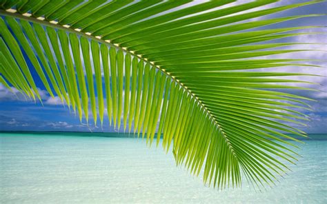 Coconut Tree Leaf at Beach | HD Wallpapers