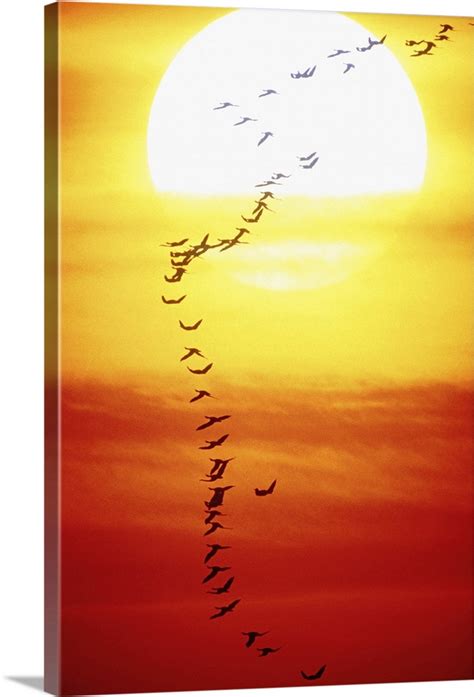 Birds flying in formation, sunset Wall Art, Canvas Prints, Framed ...