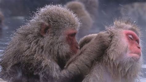 15 Weird and Awesome Facts About Monkeys That You May Didn't Know