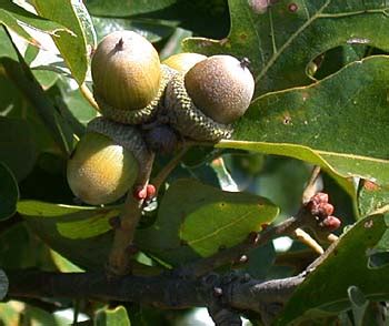 Quercus stellata (Post Oak) Fagaceae | Lake Forest College