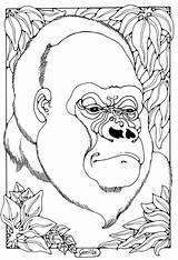 Free Printable Gorilla Coloring Pages Pdf sketch template